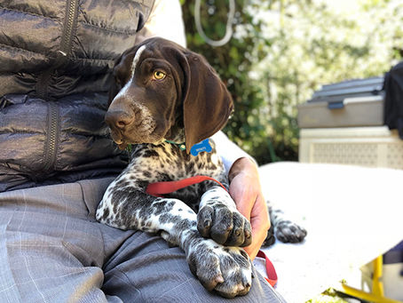 El amigo más polivalente: Pointer Alemán de Pelo Corto
