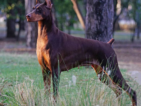 Los ojos del doberman