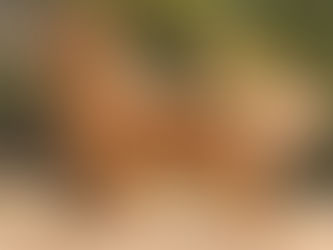 Golden Retriever, una raza versátil