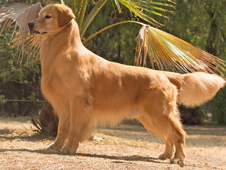 Golden Retriever, una raza versátil