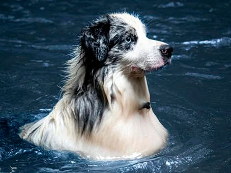Ejercicio seguro en el Border Collie