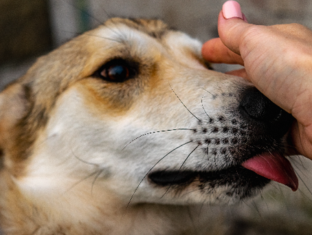 Día del Perro Adoptado ¿qué necesitas considerar si estás planeando adoptar una mascota?