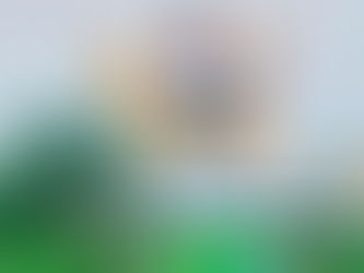 Preparación de un beagle para una pista de exposición