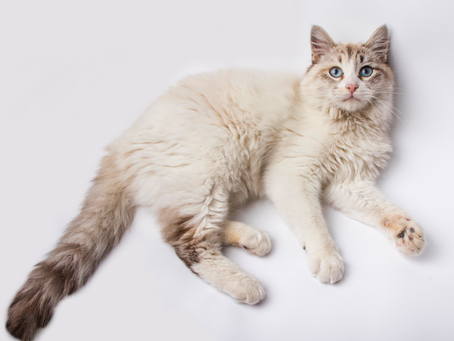 Aromaterapia en gatos