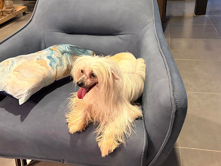 Perro crestado chino: características, cuidados y por qué es la mascota ideal