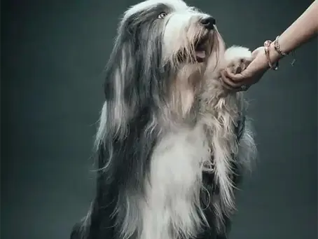 El collie barbudo: origen, evolución y esencia de la raza