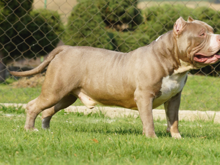 La crianza del Bully