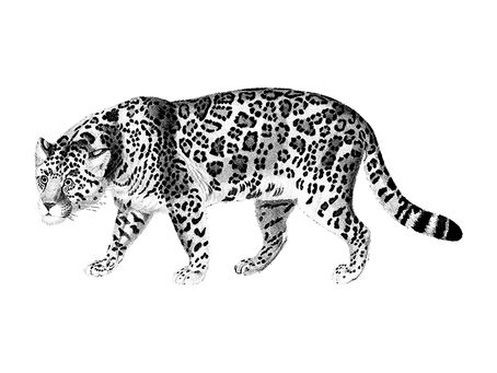 CINCO DATOS CURIOSOS QUE DEBES CONOCER DEL JAGUAR