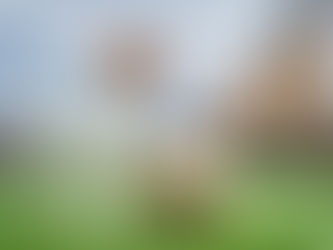 El fútbol, la pasión y los perros