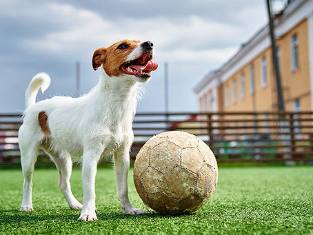 El fútbol, la pasión y los perros