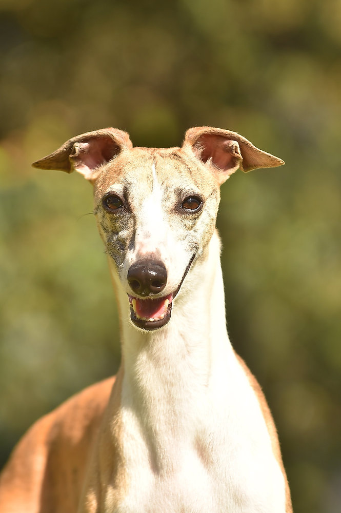 Whippet