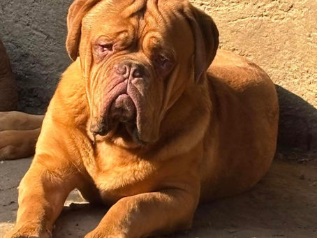 Dogue de Bordeaux 