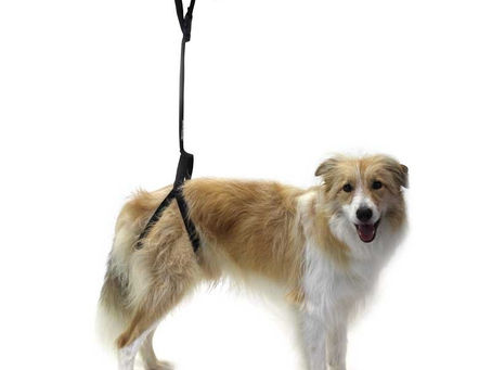 Incidencia de la displasia de cadera en perros