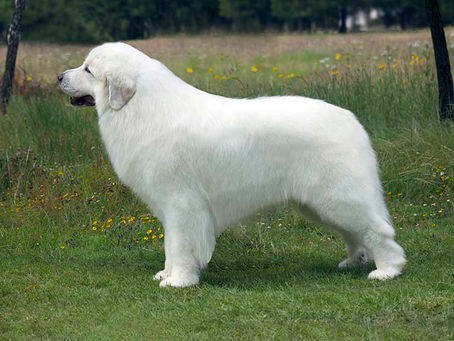 Gigante de los Pirineos.