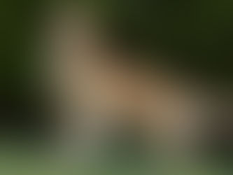 En busca del perro perfecto. Los orígenes del Golden Retriever
