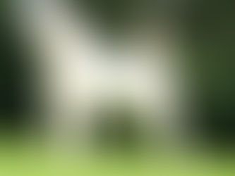 Alabai: el guardián silencioso de Asia Central