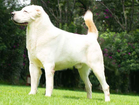 Alabai: el guardián silencioso de Asia Central