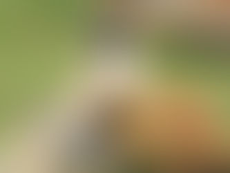 Alimentación y cuidados del peso del pug: de cachorro a adulto