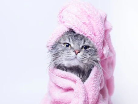 ¿Sabes cómo bañar a tu gato?