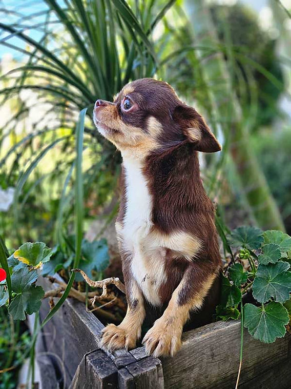 como evolucionaron los chihuahuas