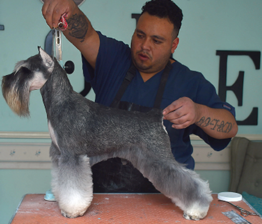 como arreglar la cara de un schnauzer