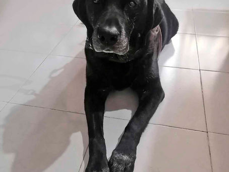 La jubilación de un perro de asistencia