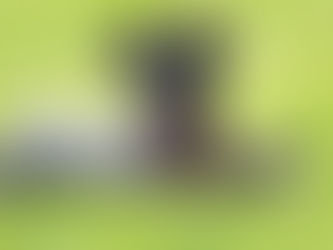 LA ESTÉTICA EN LAS INTERVENCIONES ASISTIDAS CON ANIMALES