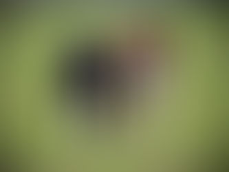 Enfermedades del Border Collie