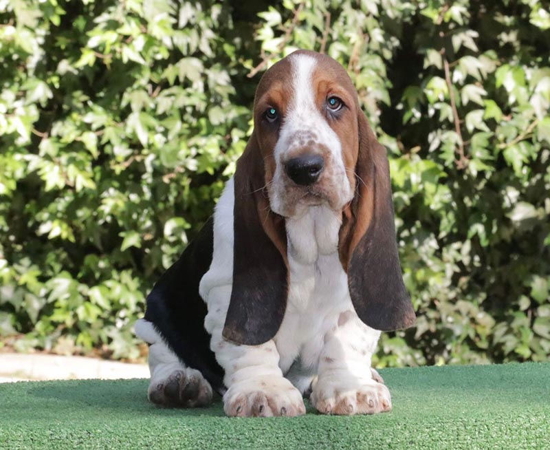 El perro ideal para el dueño ideal