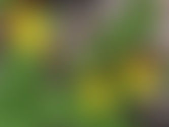 Our spring wildflower walk is this coming Sunday - June 4