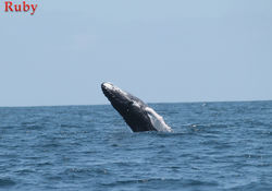 Ayangue, septiembre 12 de 2015