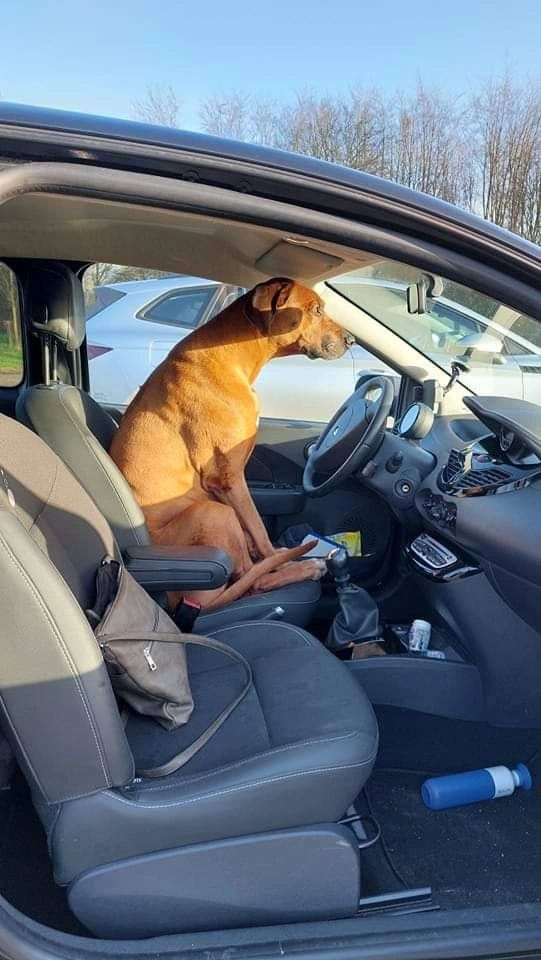 Wie zit er bij jou achter het stuur?