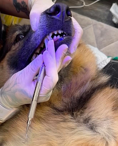 teethshep_edited.jpg