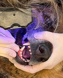 teeth shep2.jpeg