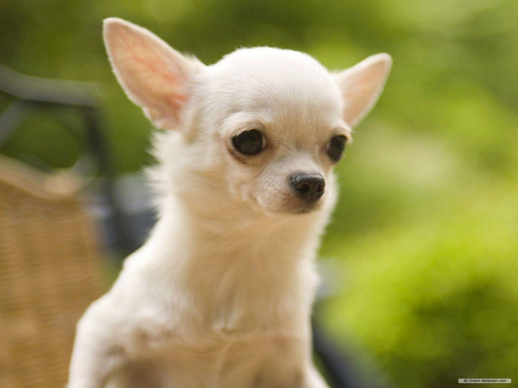 Cute Chihuahua Dog of nice white fur color with big eyes and ears is on the picture.