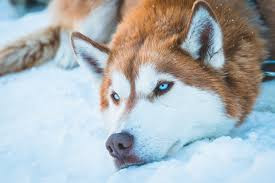 The head of a Siberian Husky with blue eyes and red fur collor is laying in the snow.