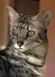 There is a beautiful head of Egyptian Mau Cat with green eyes on the picture.