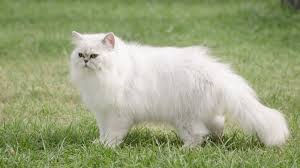 A nice, white Persian Cat is standing on the green grass in the middle of a meadow.