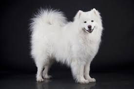 A beautiful white Samoyed Dog stands in the picture.