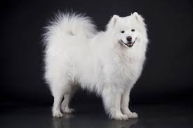 A beautiful white Samoyed Dog stands in the picture.