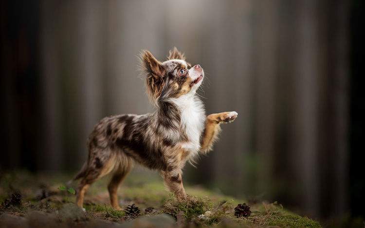 Funny little Puppy Chihuahua of tiger-colored fur and with one paw in the air is in the picture.