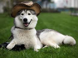 A handsome Alaskan Malamute with a cowboy hat on his head is lying on a green meadow.