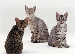 There are three beautiful Egyptian Cats sitting and looking strait to you on the picture.