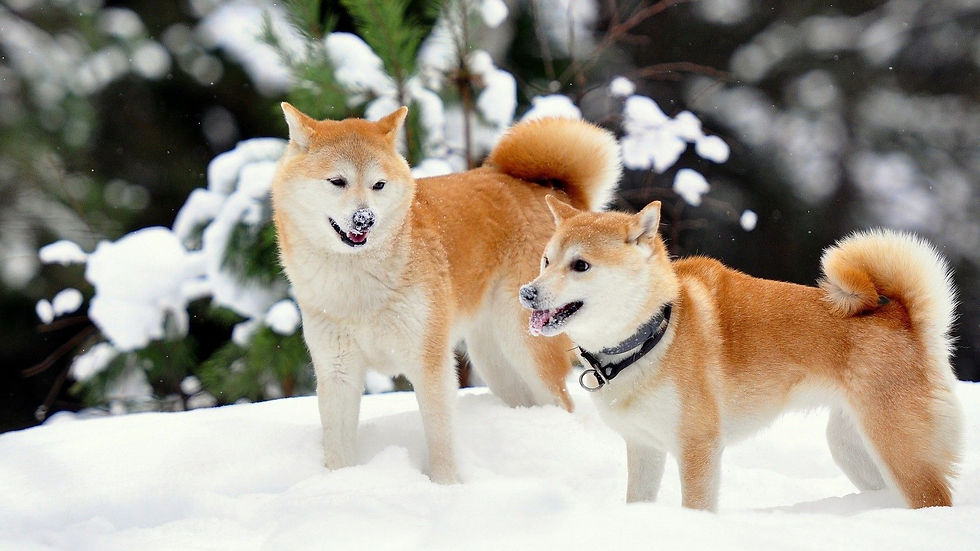 Two Japanese Shiba Inu dogs Of beautiful white and red fur color are playing in the snow.