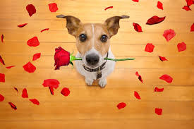Super cute Jack Russel Dog with a red rose flower in the mouth and rose petals all around him is on the picture.