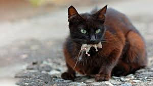 Black cat with green eyes and a mouse in the mouth is on the picture.