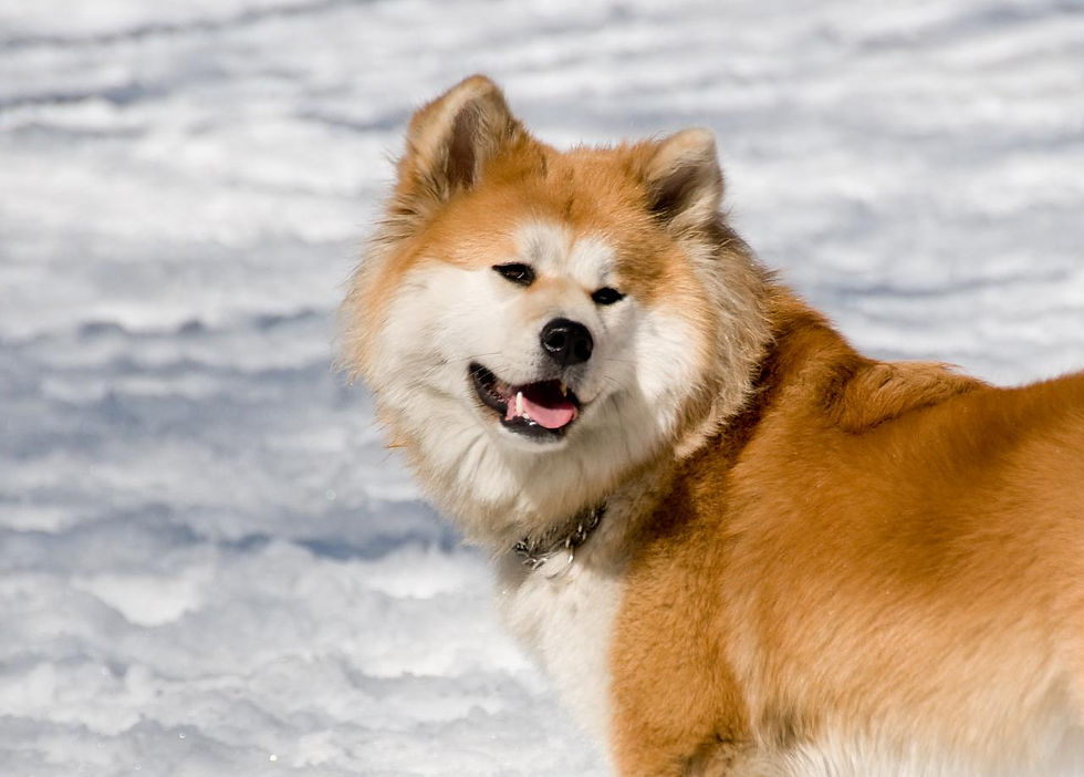 Very beautiful Japanese Akita Dog with red and white fur color is standing in the snow.