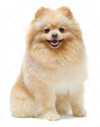 Super cute Pomeranian Dog of white and light-brown fur color is siting in the picture.