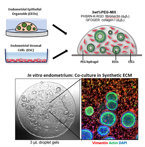 Tissue engineering and organoid systems in synthetic gels