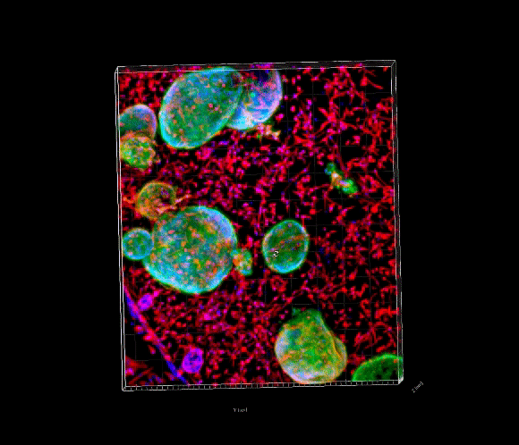 Organoids closeup